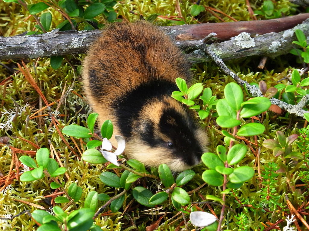 Norway lemming, rodent