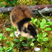 Tundra Lemmings - Photo (c) dration, some rights reserved (CC BY-NC-ND)