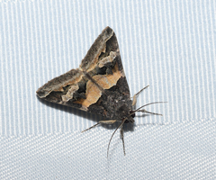 Melipotis trujillensis