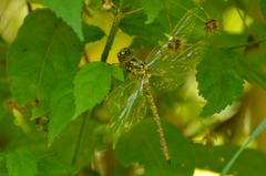 Rhionaeschna planaltica