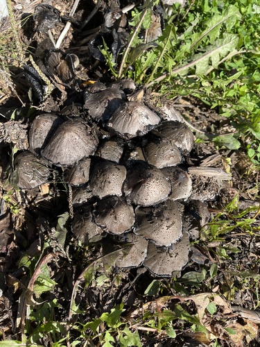 Common Ink Cap