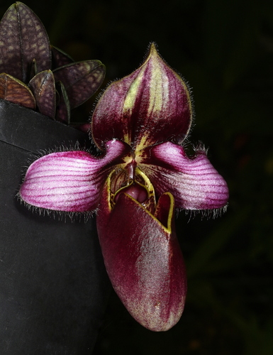 Rungsuriyanum Slipper Orchid