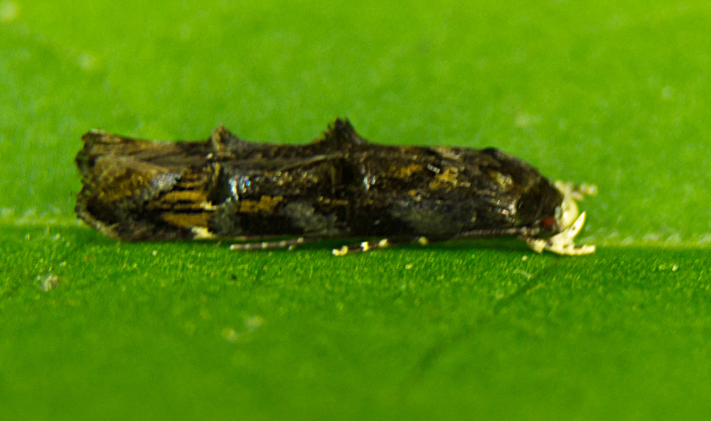 Mompha luciferella