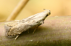 Monochroa angustipennella