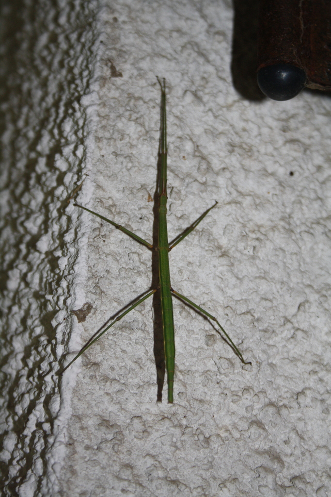 Attican Stick Insect