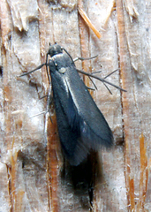 Schreckensteinia erythriella