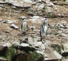 Spheniscus humboldti