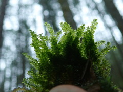 Plagiothecium denticulatum