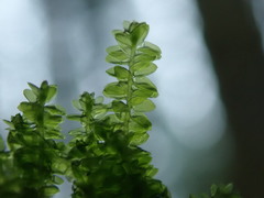 Plagiothecium denticulatum
