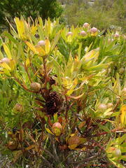 Leucadendron gandogeri × xanthoconus