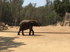 Elephantidae