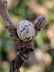 Kermesidae
