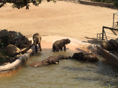 Elephantidae