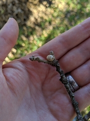 Kermesidae