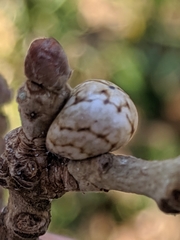 Kermesidae