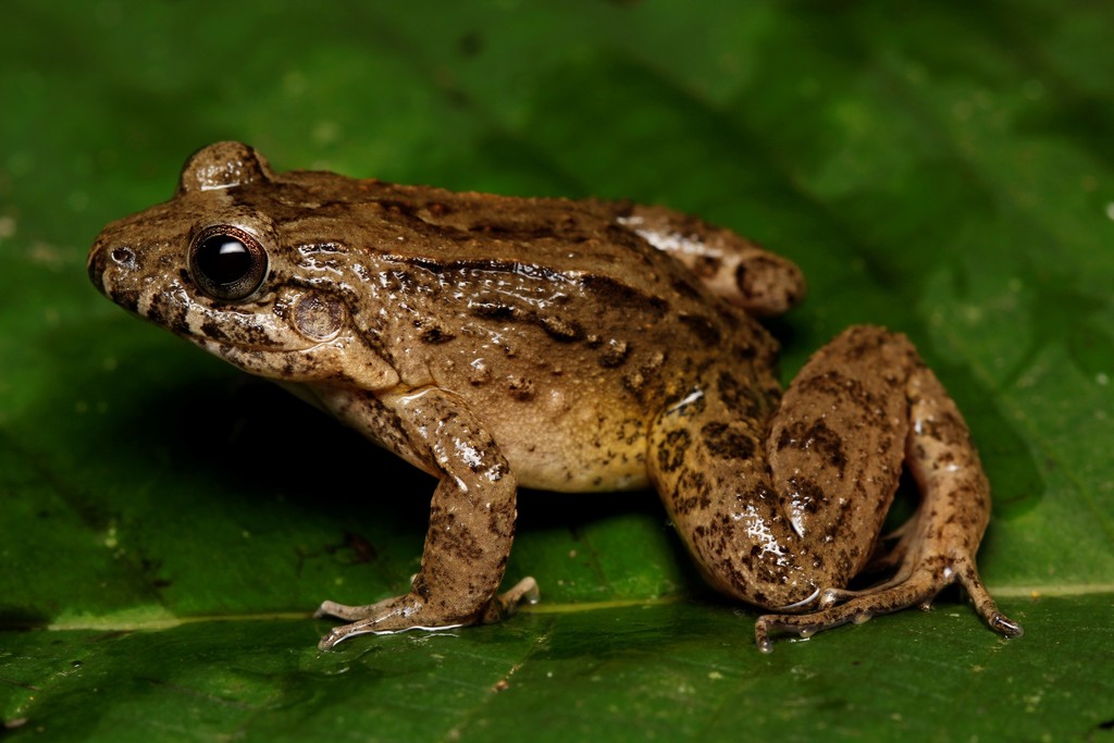 Colombian Frog