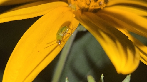 Northern corn rootworm photo 4