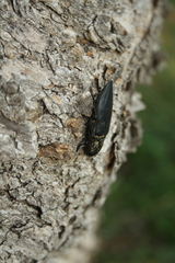 Chalcophora detrita