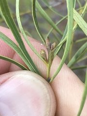 Euclea linearis