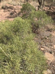 Euclea linearis