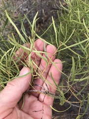 Euclea linearis