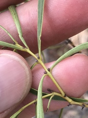 Euclea linearis