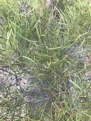 Euclea linearis