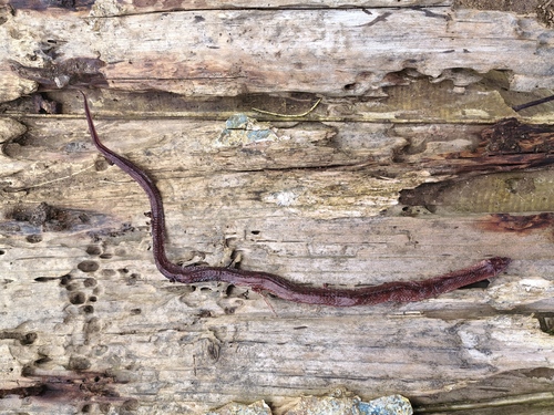 Black Cross-barred Kukri Snake