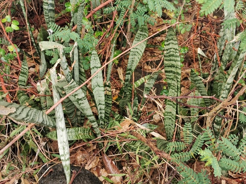 Sansevieria trifasciata
