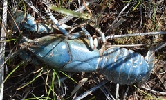 Lacunicambarus nebrascensis