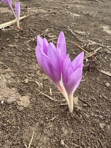 Colchicum laetum
