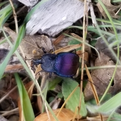 Scaphinotus elevatus