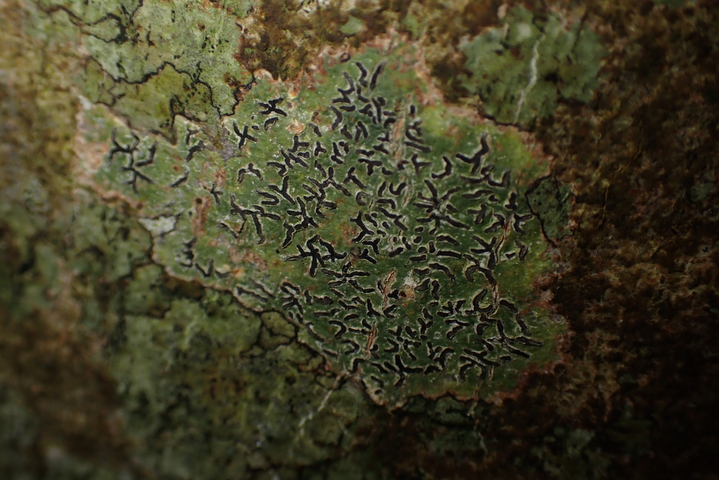 Phaeographis lyellii