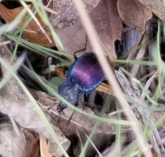 Scaphinotus elevatus