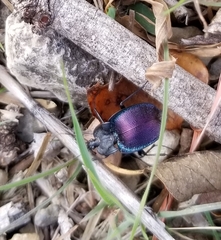 Scaphinotus elevatus