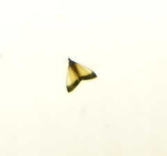 Cydalima