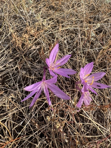 Colchicum laetum