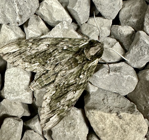 Hagen's Sphinx