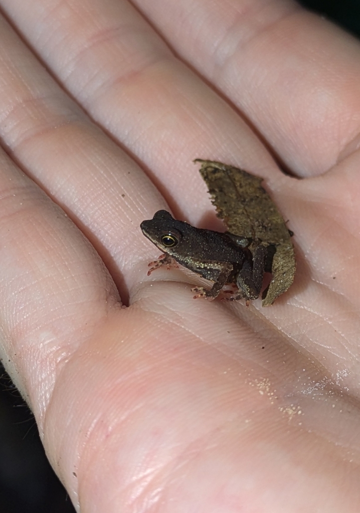 Amazonian Tree Toad