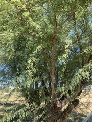 Vachellia schaffneri
