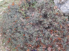 Hormathophylla spinosa