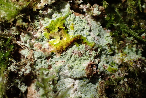 Loxospora elatina, 2025-09-16