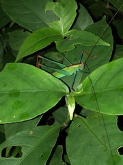 Jimenezia elegans