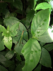 Jimenezia elegans