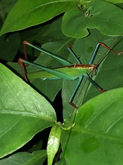 Jimenezia elegans