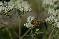 Atalopedes campestris huron