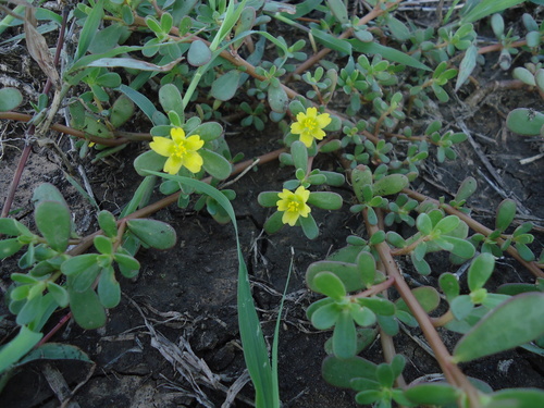 Common Purslane