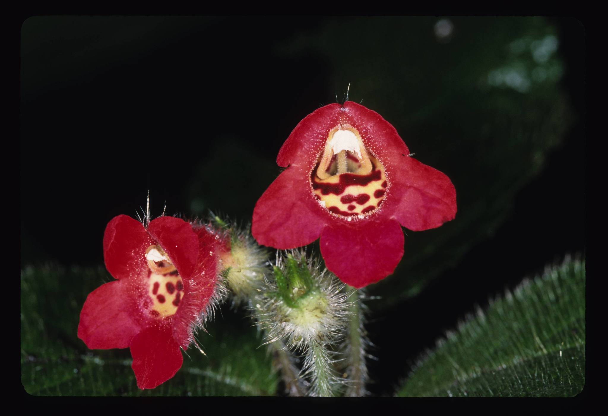Kohleria villosa