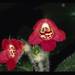Kohleria villosa - Photo (c) Smithsonian Institution, National Museum of Natural History, Department of Botany, algunos derechos reservados (CC BY-NC-SA)