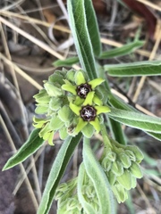 Raphionacme galpinii